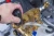 a1d486154bc4a6c667669b0fc005.webp